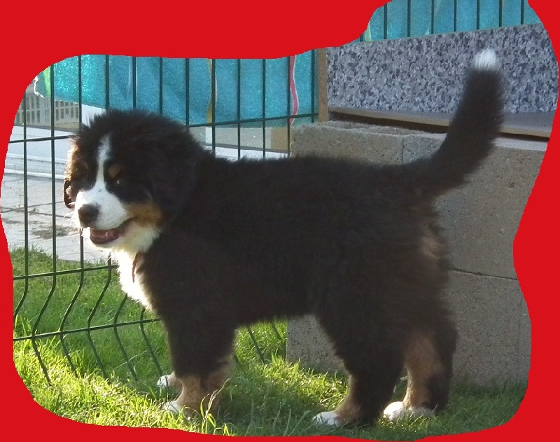 Hooper Du Domaine De Crécy Pompadour