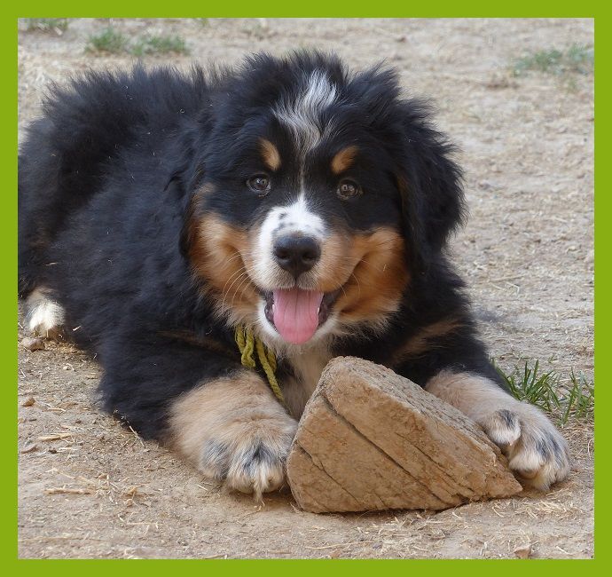 Rocky oscar (collier anis) Du Domaine De Crécy Pompadour