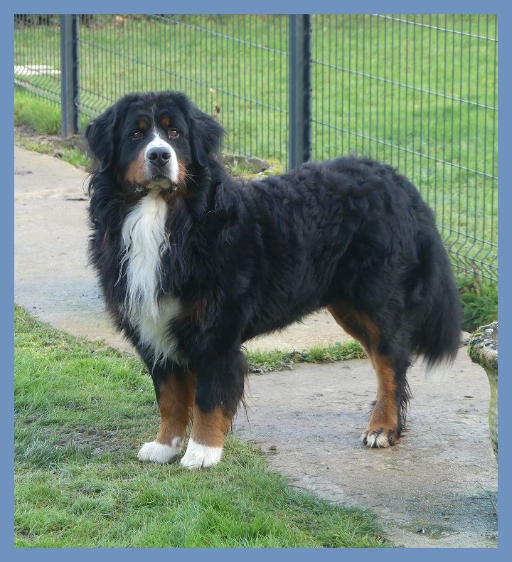 Serial dogger dit shogun De La Colline D'Eole