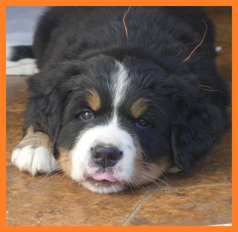 Du Domaine De Crécy Pompadour - Chiots disponibles - Bouvier Bernois