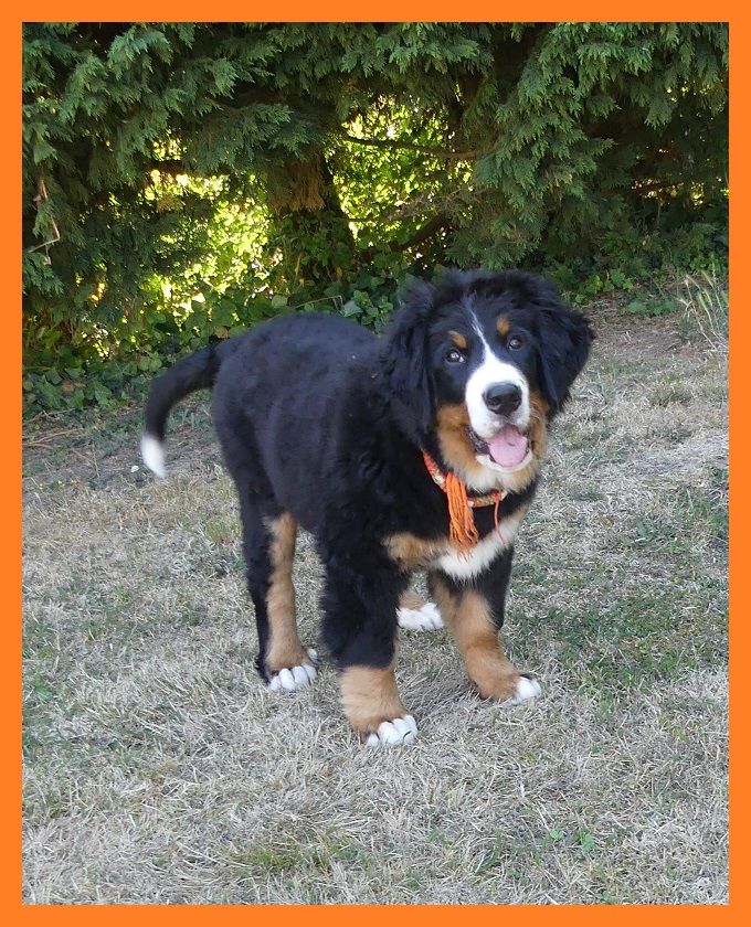 Du Domaine De Crécy Pompadour - Chiots disponibles - Bouvier Bernois