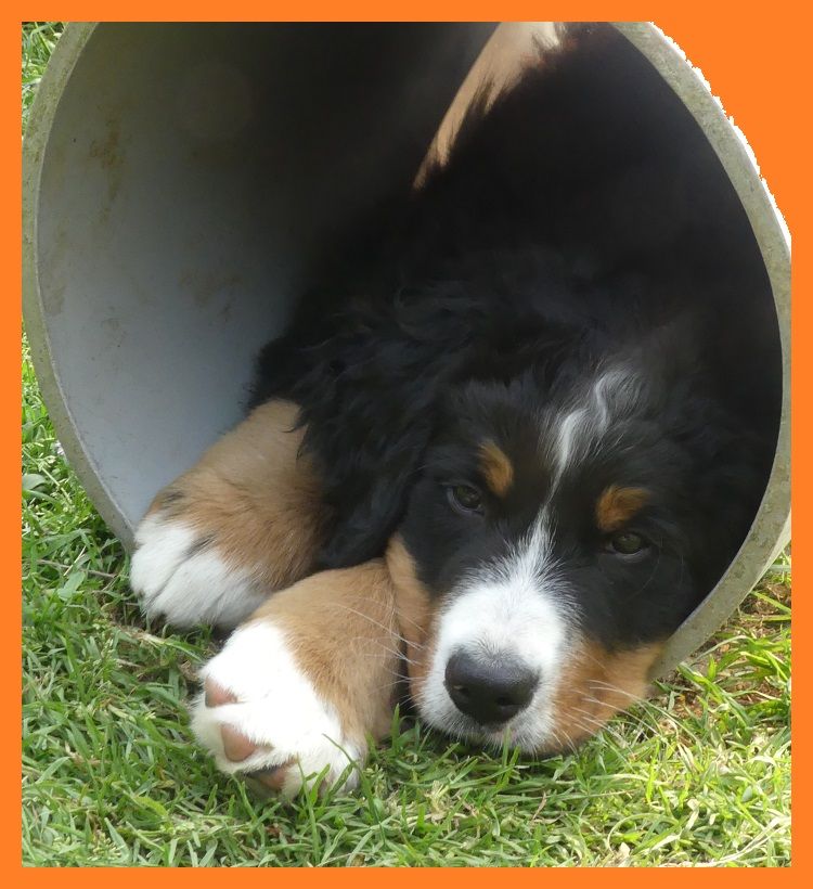 Du Domaine De Crécy Pompadour - Chiots disponibles - Bouvier Bernois