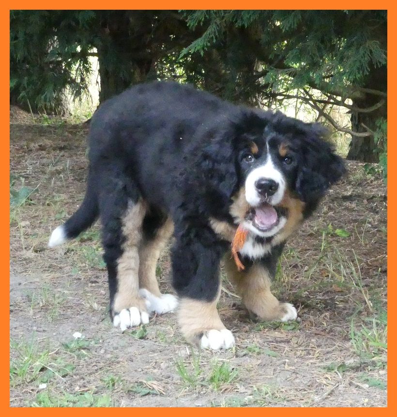 Du Domaine De Crécy Pompadour - Chiots disponibles - Bouvier Bernois