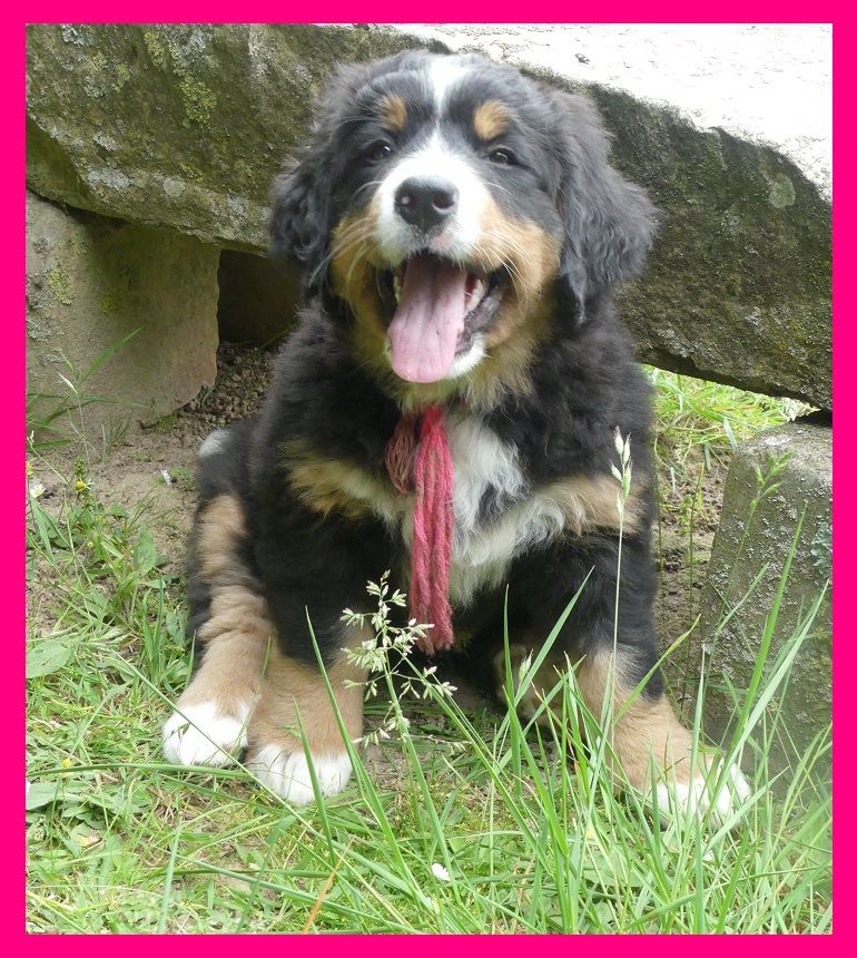 Du Domaine De Crécy Pompadour - Chiots disponibles - Bouvier Bernois