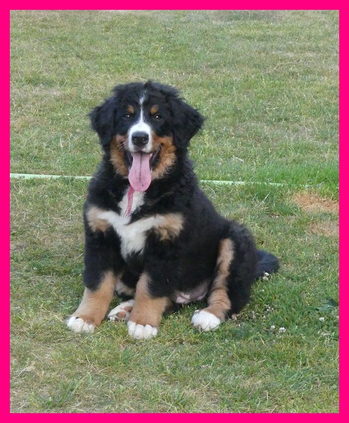 Du Domaine De Crécy Pompadour - Chiots disponibles - Bouvier Bernois