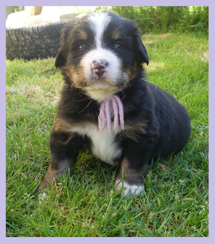 Du Domaine De Crécy Pompadour - Chiots disponibles - Bouvier Bernois