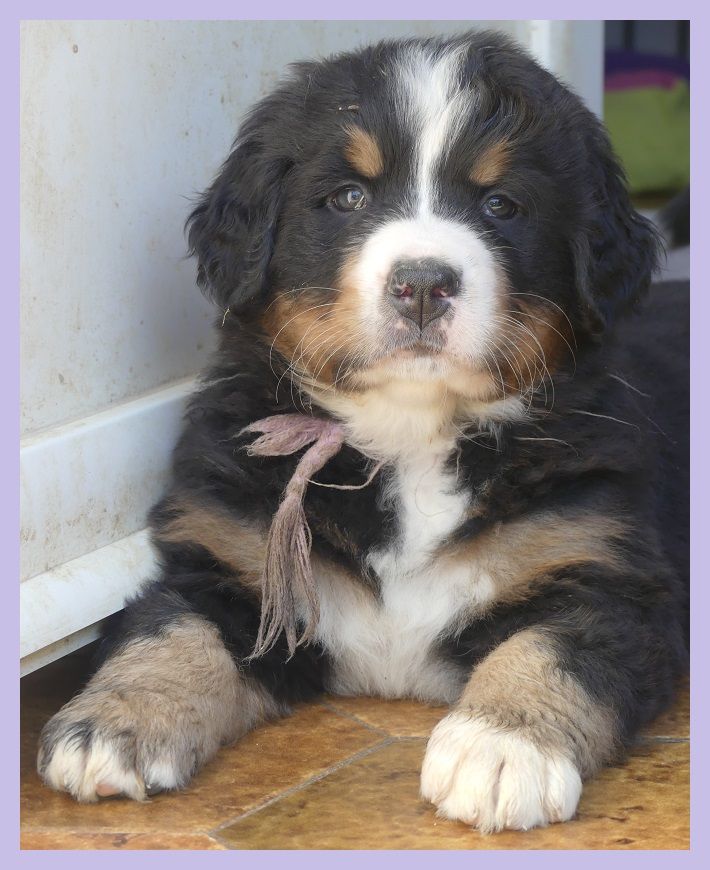Du Domaine De Crécy Pompadour - Chiots disponibles - Bouvier Bernois