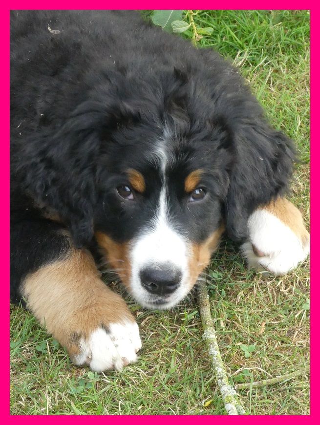 Du Domaine De Crécy Pompadour - Chiots disponibles - Bouvier Bernois