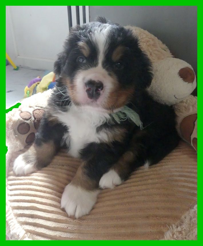 Du Domaine De Crécy Pompadour - Chiots disponibles - Bouvier Bernois