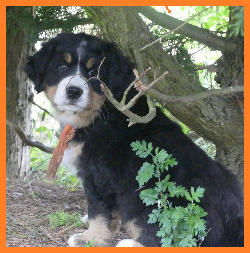 Du Domaine De Crécy Pompadour - Chiots disponibles - Bouvier Bernois
