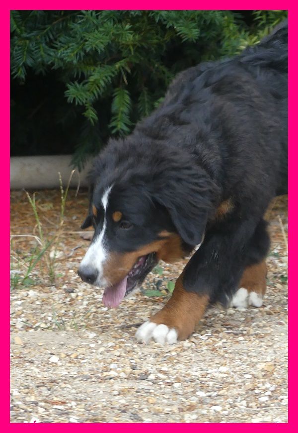 Du Domaine De Crécy Pompadour - Chiots disponibles - Bouvier Bernois
