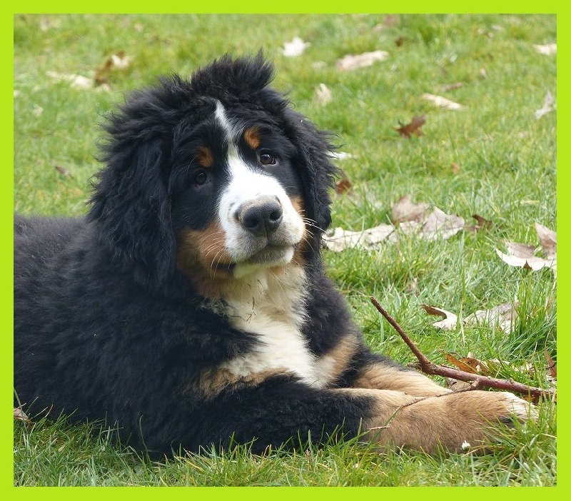 Du Domaine De Crécy Pompadour - Bouvier Bernois - Portée née le 30/11/2014