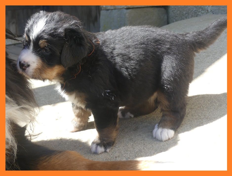 Du Domaine De Crécy Pompadour - Chiots disponibles - Bouvier Bernois