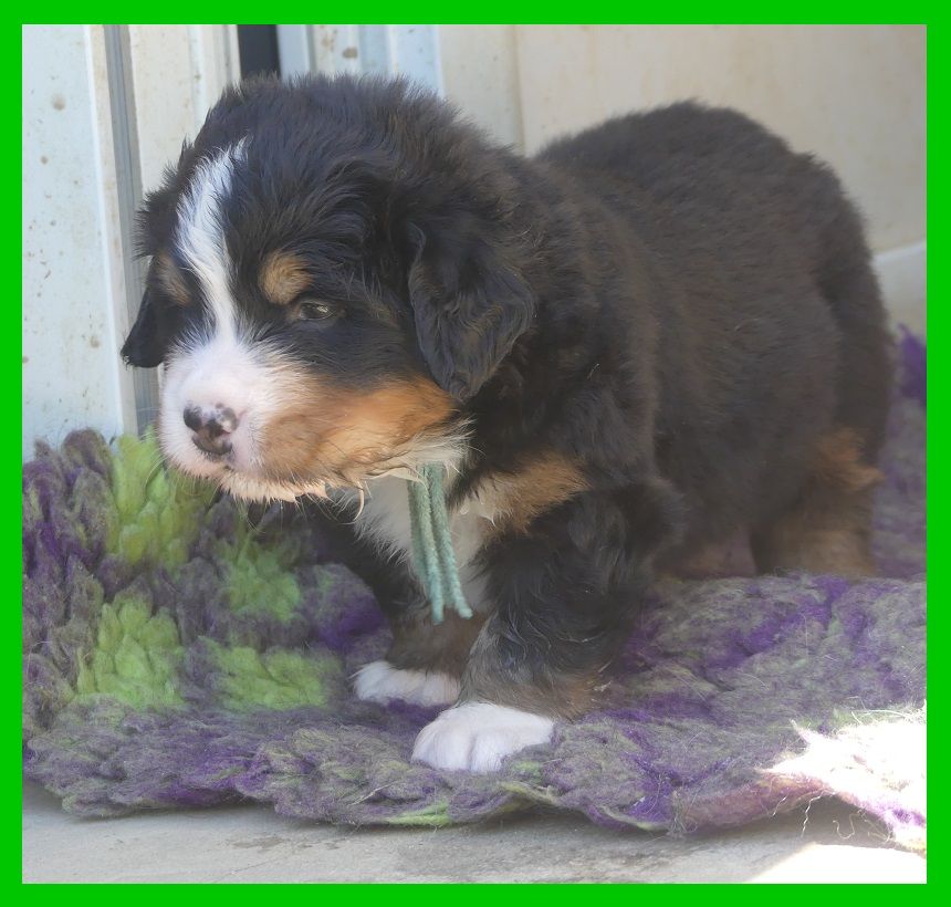 Du Domaine De Crécy Pompadour - Chiots disponibles - Bouvier Bernois