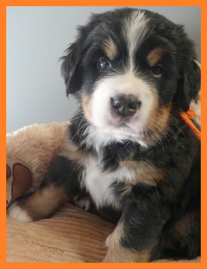 Du Domaine De Crécy Pompadour - Chiots disponibles - Bouvier Bernois