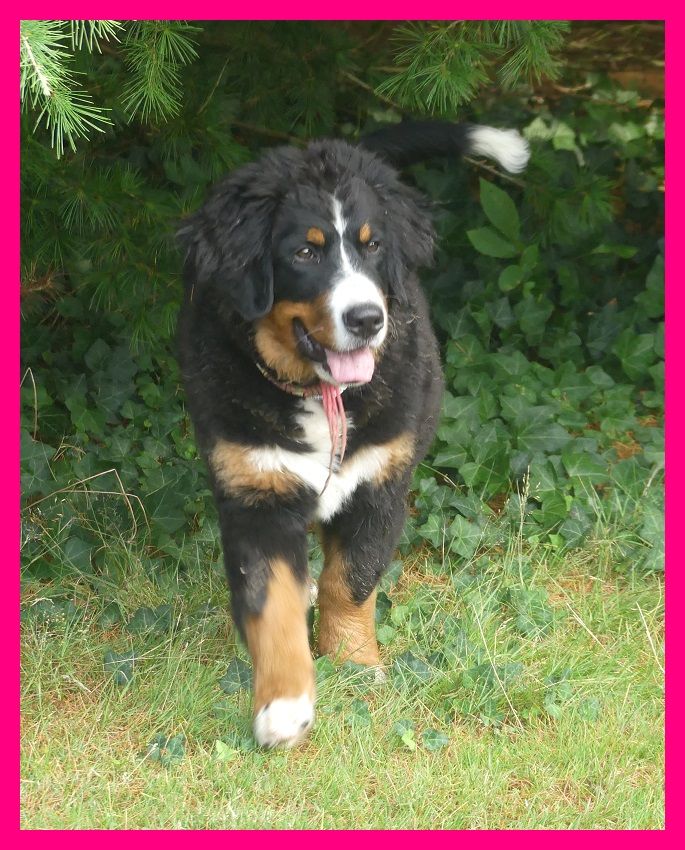 Du Domaine De Crécy Pompadour - Chiots disponibles - Bouvier Bernois