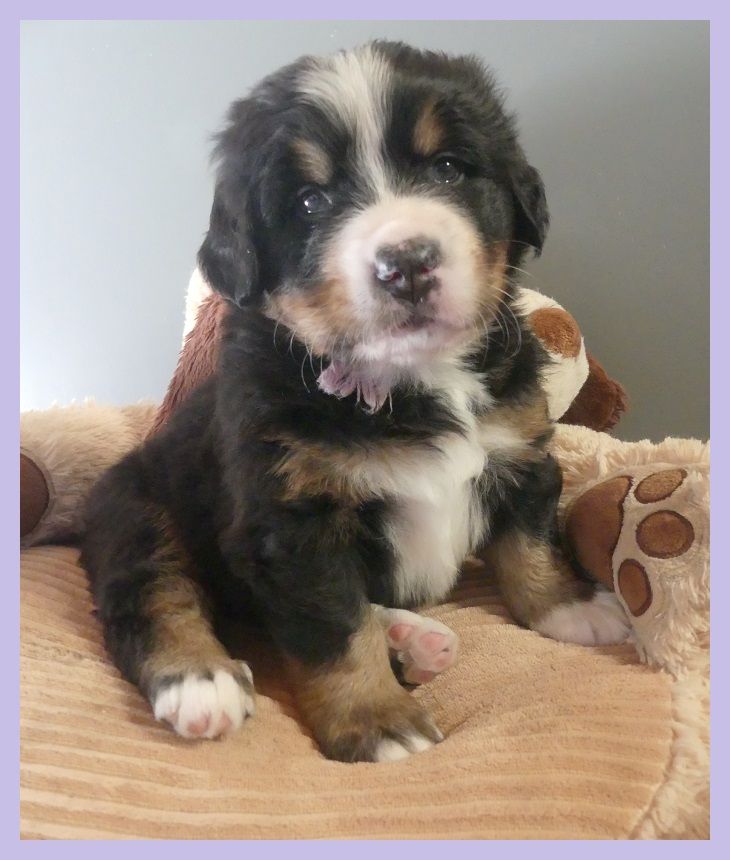 Du Domaine De Crécy Pompadour - Chiots disponibles - Bouvier Bernois